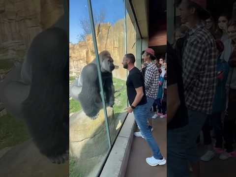 Don’t Challenge a Silverback — The Zoo Revenge 😭🦍 #animals #funny #gorilla