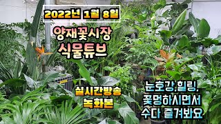 2022년 1월 8일 토요일 예쁜식물보면서 수다떨어봐요 #양재꽃시장 #식물튜브