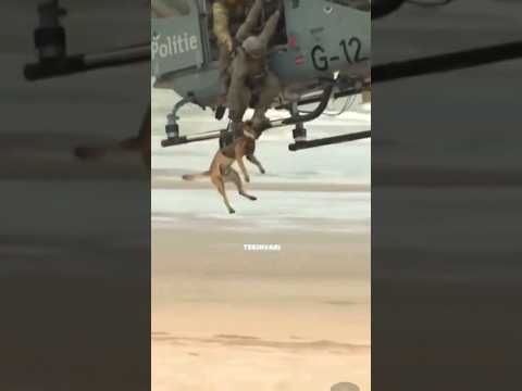 SEND THE DOG! #shorts