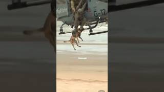 SEND THE DOG! #shorts