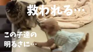 【老犬達との暮らし】ジュニアの下痢が早く良くなりますように…。我が家の平和な日常(^^♪　#犬と猫のいる暮らし　#トイプードル　#元保護犬　#元保護猫