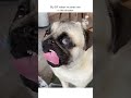 Cute Pug Licks Window