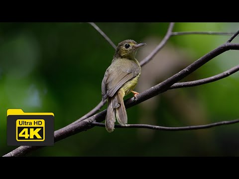 Bulbul hrivnatý (Tricholestes criniger) — spev a hlas v prírode