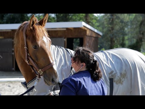 Wolfszähne beim Pferd müssen raus - Vorbereitung zur Gewöhnung an das Trensengebiss