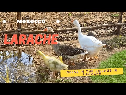 , title : 'Morocco farm in North Africa. Geese in the village in Larache. How to take care of geese?'