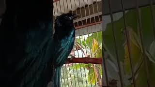 Download lagu srigunting/saeran burung sangar tapi cantik 😂 mp3