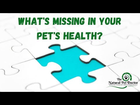 How To Use Holistic Pet Care For Success with Dr. Katie The Natural Pet Doctor
