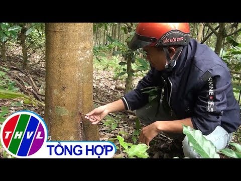 THVL | Hàng loạt cây cao su bị chết nghi do kẻ gian phá hoại ở Phú Yên