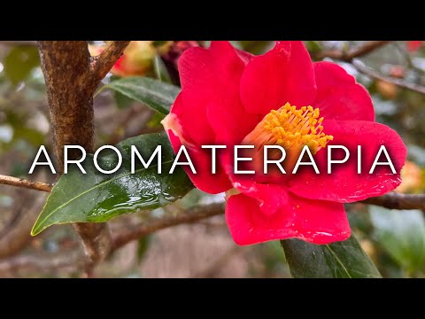 1284-IT_PL Arianna, AROMATERAPIA - Ipnosi Esoterica ∞ Lucio Carsi