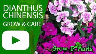 Dianthus chinensis – grow & care (China pink)