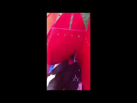 Pileated Woodpecker released 2016
