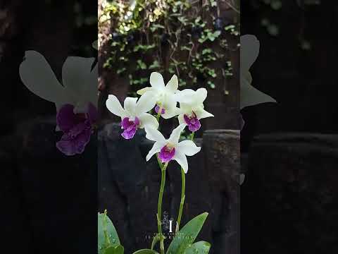 Anggrek Dendrobium Woo leng  | A beautiful orchid flower💜 shorts #flowers #orchid