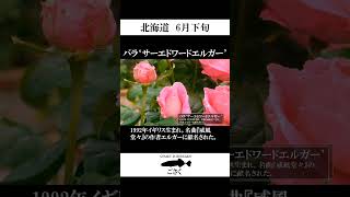 Download lagu 【北海道】バラ‘サーエドワードエルガー’ #shorts mp3