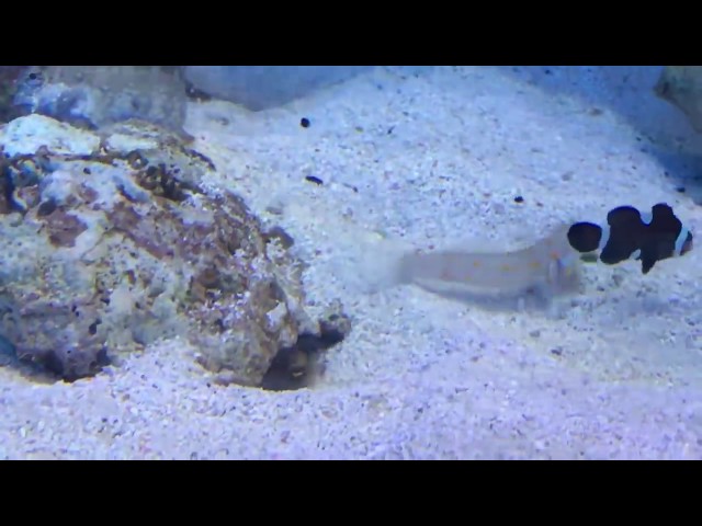 Tropical Fish Spitting Sand