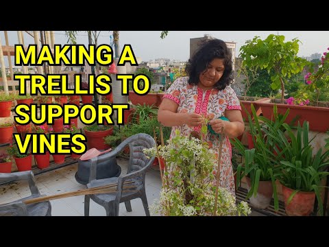 , title : 'Making a Trellis to Support My Clematis Vine Plant || How to Give Support to Vines'