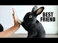 How To Get Your Rabbit To Like You