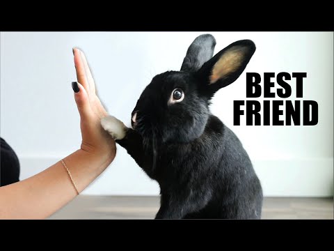 How to Get Your Rabbit to Like You