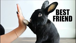 How to Get Your Rabbit to Like You