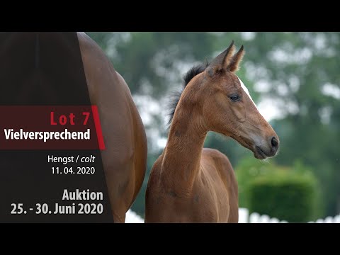 Online Auktion 25. - 30. Juni 2020: Lot 7 Vielversprechend Hengst v. Verdi - Continus Grannus