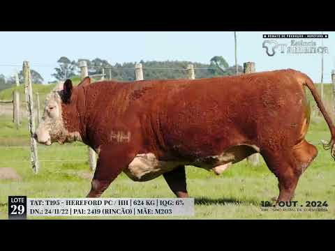 LOTE 29 TAT T195  Remate de Produção Hereford Estância Tamanca, 19 de Out 2024   TV EL Campo