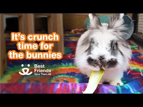 Youtube Video Embed