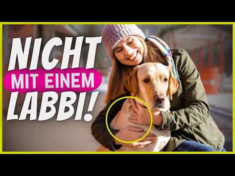 If you have a Labrador, never do THAT!