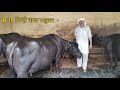 काला फौजी का मुर्राह पशुधन गांव हलालप�