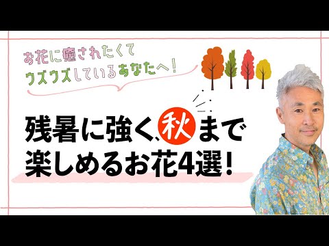 園芸 うなずくオーニソゲイル、うなずく花を持つオーニソゲイル