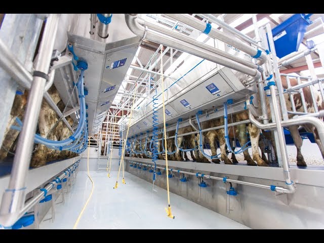 Доильный Зал Параллель от Дейримилк