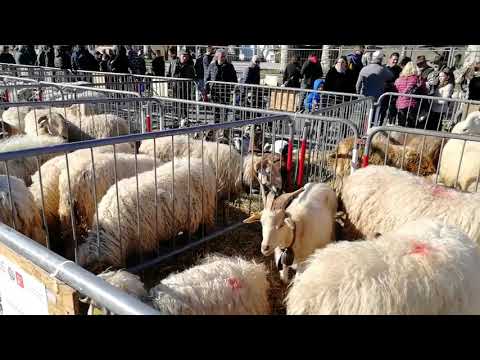 L'esposizione ovocaprina a “BEE – formaggi di montagna” di Villanova Mondovì