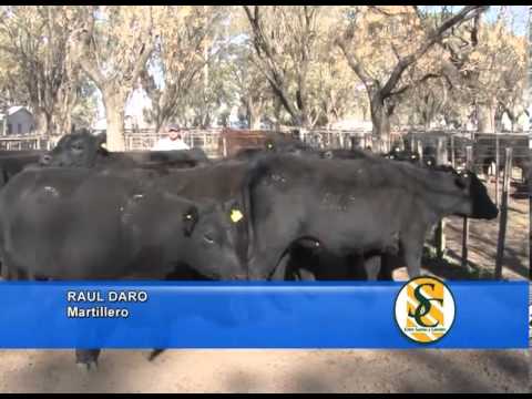 RAUL DARO -  Da -- Nes S.R.L. - Antonio de Los Heros - Tapalque - 29/08/2013