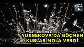 Yüksekova'da Göçmen Kuşlar Mola Verdi
