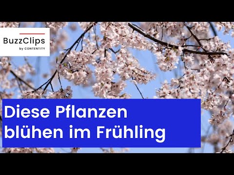 Krokus, Tulpen und Co.: Das blüht im Frühling