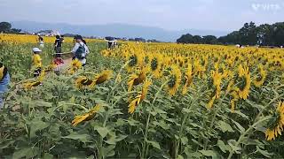 20250803 佐賀市 ひょうたん島公園 ひまわり25万