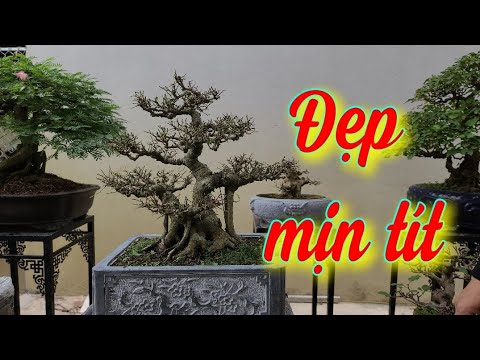 SH.5997. Small, beautiful, smooth Sanh Que, price 42.5 million VND. Contact phone number 09.4546....