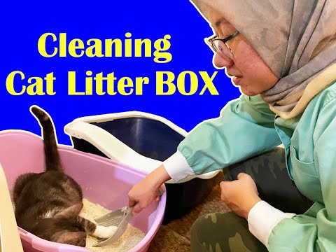 Clean Cat Litter Box Everyday | How to Keep Litter Fresh and Clean