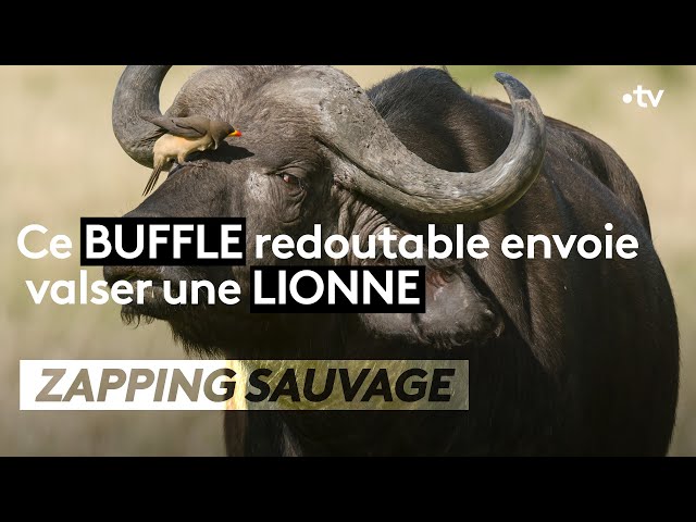 Video Aussprache von buffle in Französisch