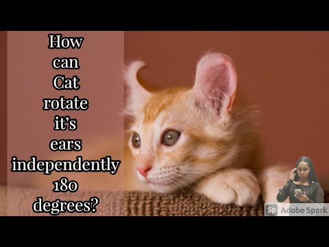 How can Cat rotate it's ears independently 180 degrees?#facts#amazing#shorts#animals#cats#awesome