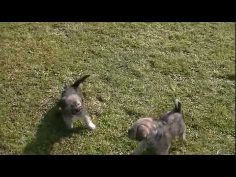 Kuchetata na Mitko BoMBaTa