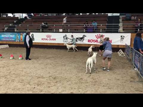 DANTE IZ LUNNOY STAI on IDS Minsk 01.06.19