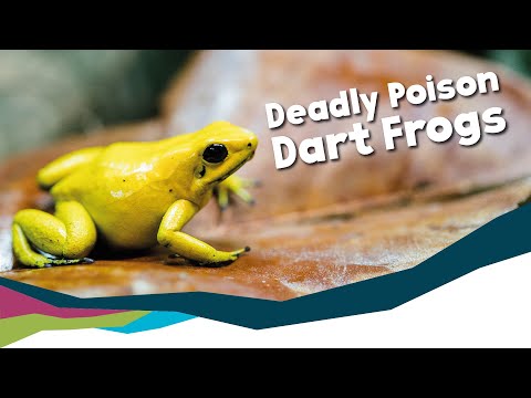 How To Not Get Eaten - Poison Dart Frogs