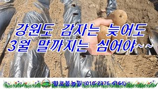 강원도 감자심는 시기는 늦어도 3월 말까지