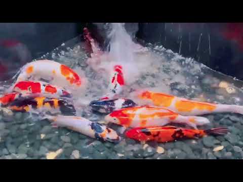 1 Hours Beautiful Relax Music Sleep with Japanese Koi Carp Fish - Meditation, Study Music, Spa, Yoga