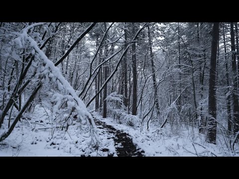 4K Virtual Winter Walk - Walking in a Snow Park - 1 HR of Crunching Snow Sound