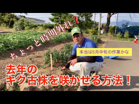 どの菊の肥料を選ぶべきですか？冬になったらどのようにお手入れすればよいでしょうか？  庭園