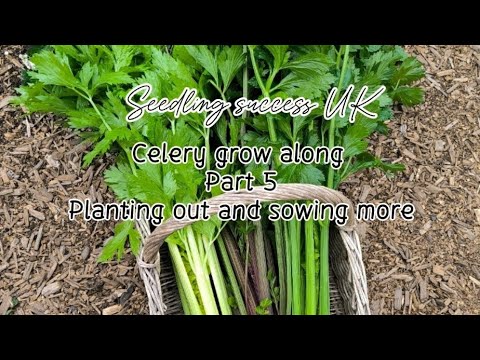 Celery Seed to Harvest: Planting & Sowing More (Part 5, UK)