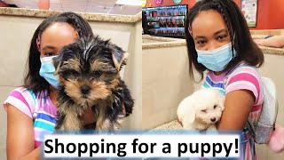 Shopping for a new puppy!