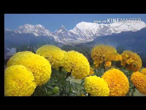 TIHAR SONG Gharama chali rudihun