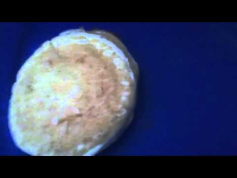 download lagu mp3 mp4 Honey Pikelets, download lagu Honey Pikelets gratis, unduh video klip Honey Pikelets