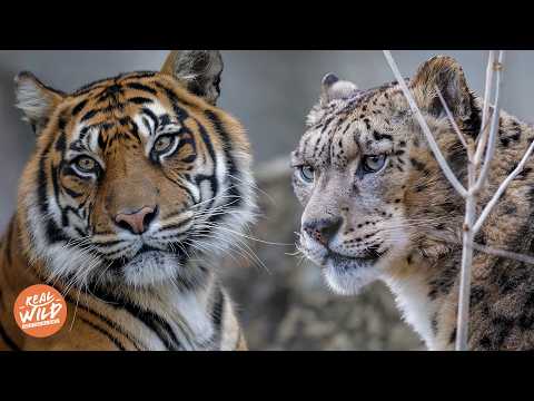 2+ Stunden wilde Katzen hautnah | Doku zum Einschlafen